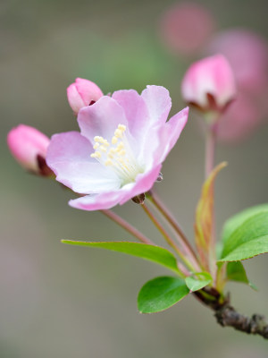 春天里的海棠花