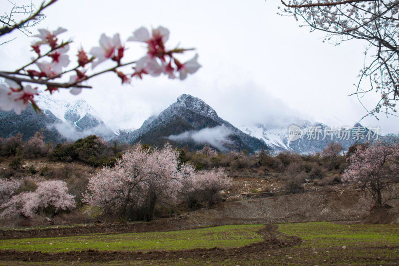 西藏林芝桃花盛开风光