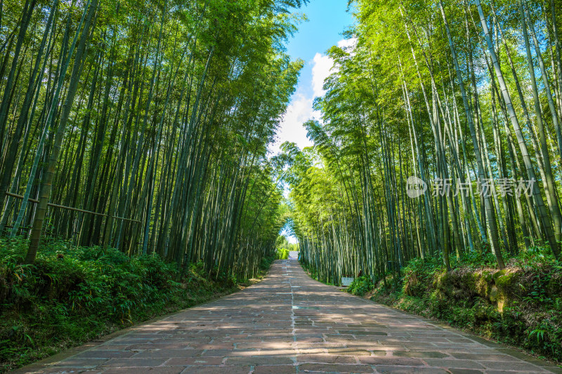 四川宜宾蜀南竹海自然风光