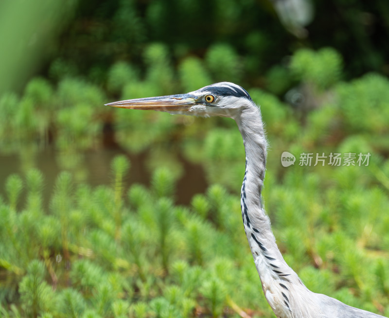 栖息在湖边的苍鹭特写镜头