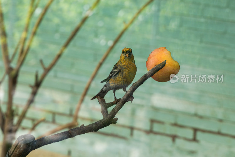 黄莺鸟类在吃苹果