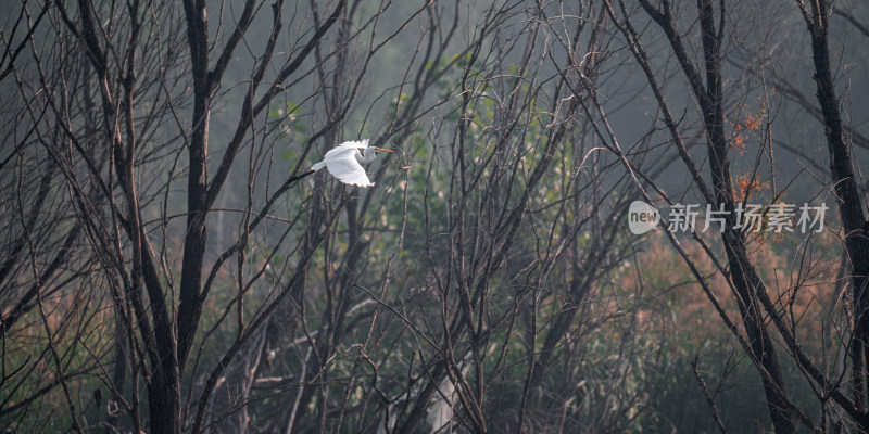 中白鹭（Egretta intermedia）