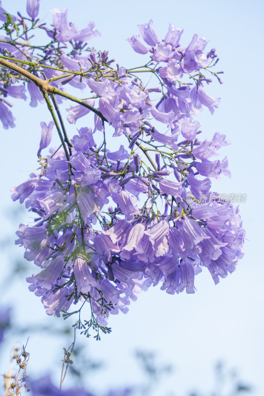 蓝花楹特写，花枝招展尽显春日生机