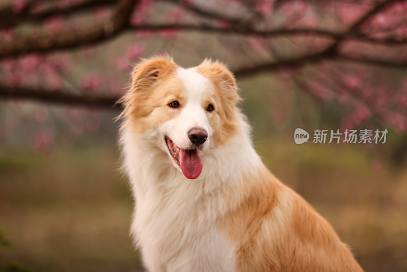 坐在梅花树下的边境牧羊犬