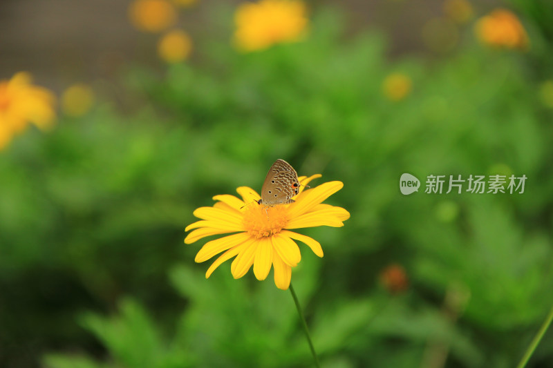 黄金菊花草上的蝴蝶