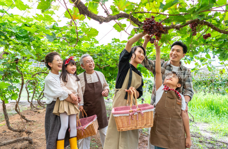 全家人在果园采摘葡萄