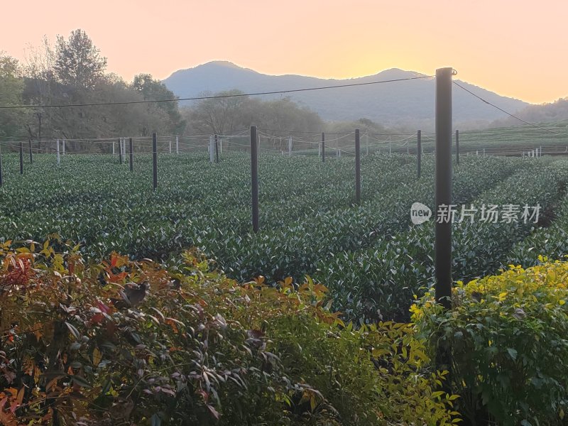 日落时分的大片茶园自然风光