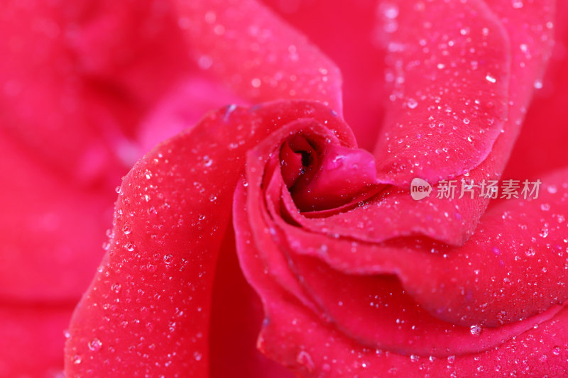 火红的玫瑰花