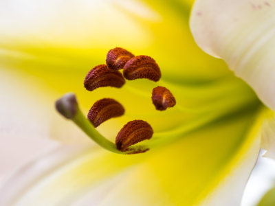 百合花特写花蕊