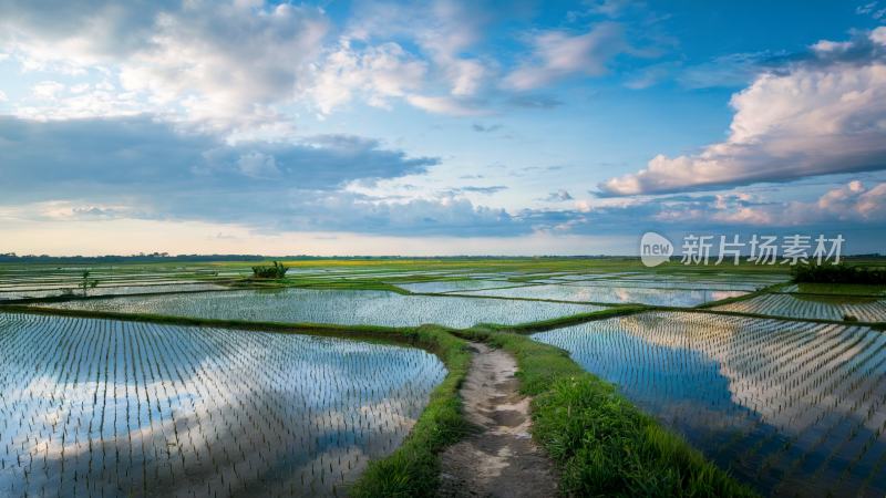 美丽的田园风光稻田航拍【4K】