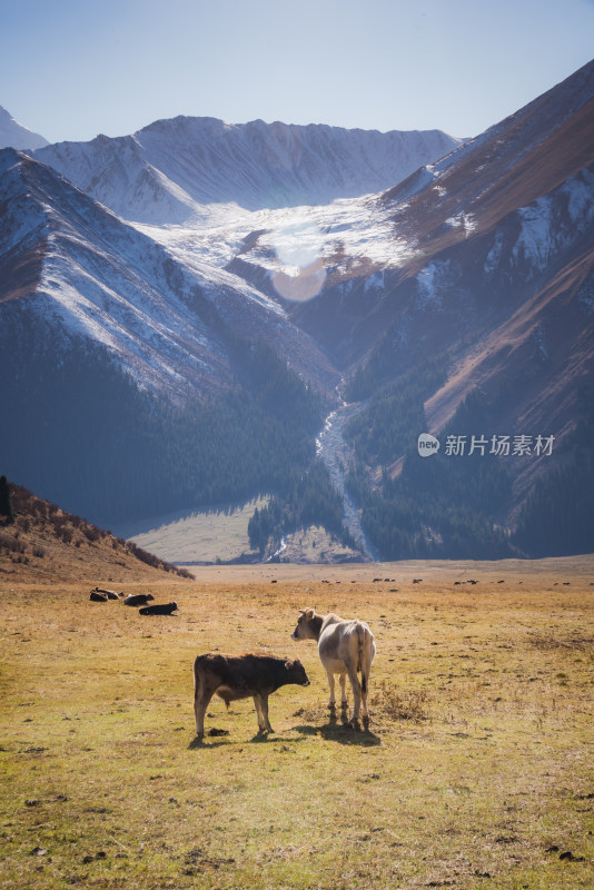 新疆草原牧场牛群自然风景