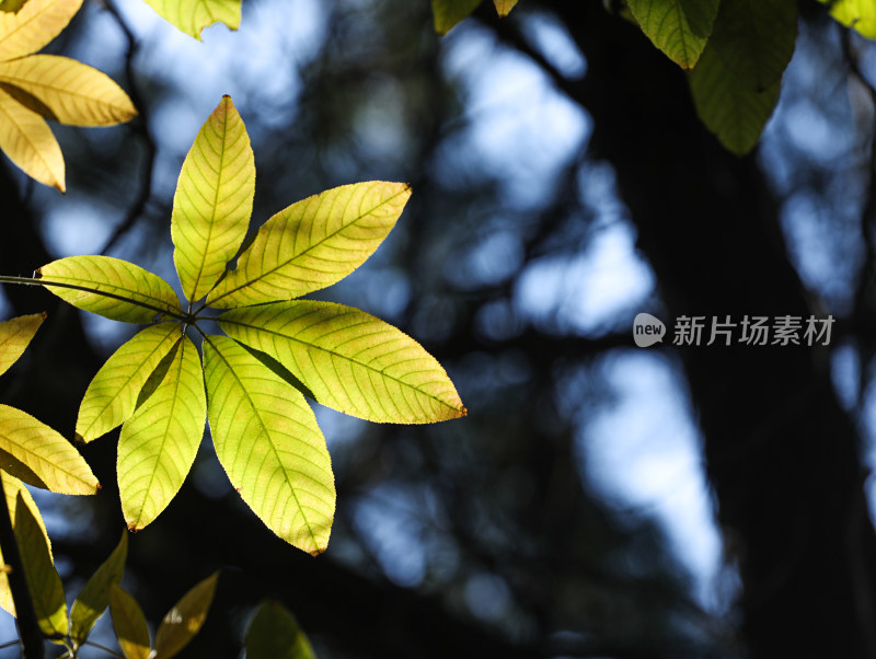 阳光下闪闪发光的金黄色树叶叶子特写