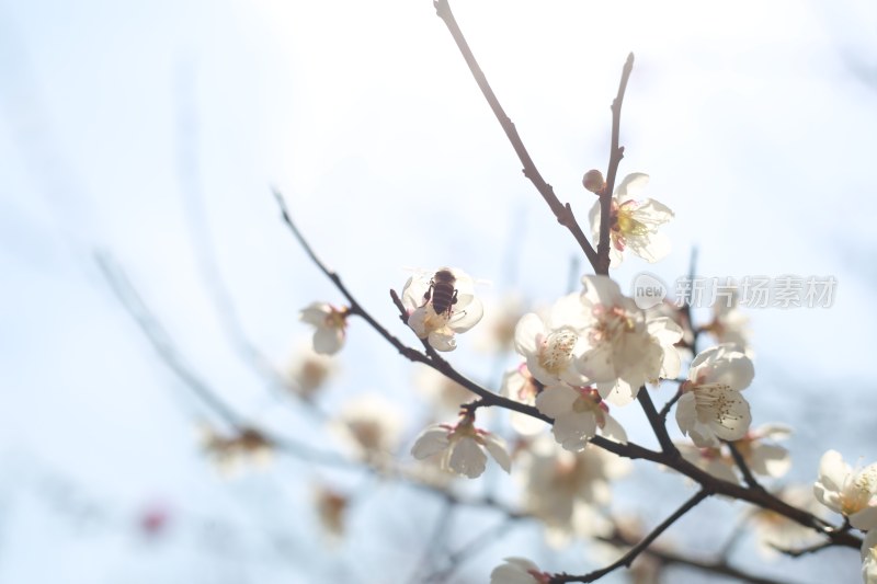 梅花 春梅绽放