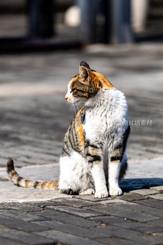 邹城孟府景区里的流浪猫特写镜头