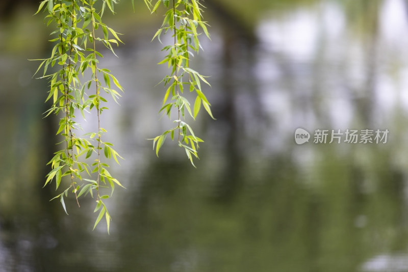下雨天湖边挂着雨滴的柳条垂柳