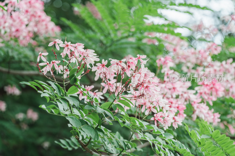 公园里盛开的节荚决明花