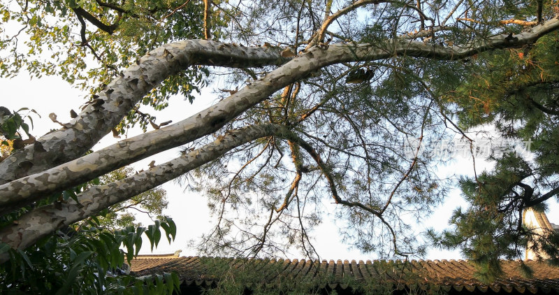 树木 树枝 树干 白皮松 古建筑 屋顶