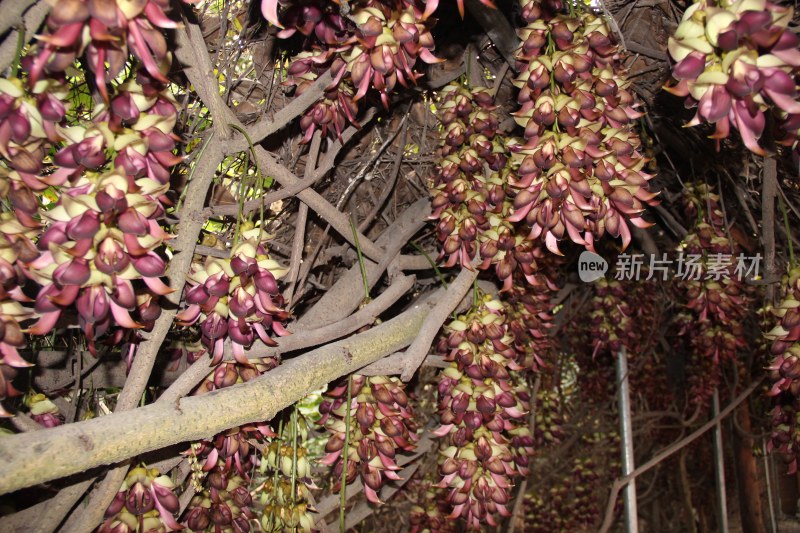 广东东莞：紫色禾雀花