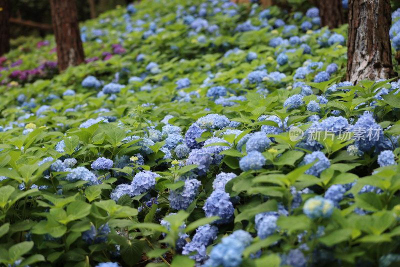 夏天的绣球花花海