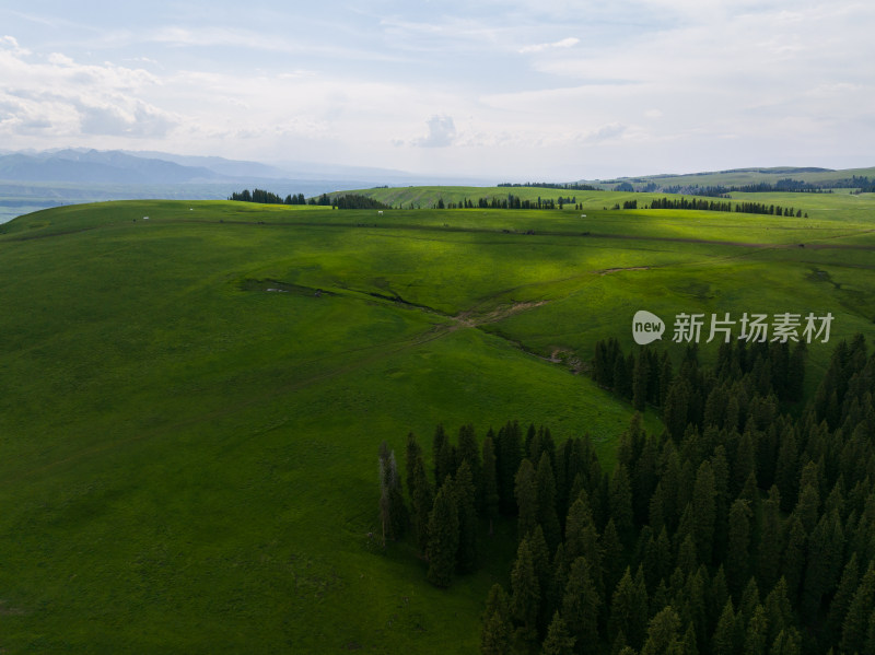 航拍夏天的新疆喀拉峻草原