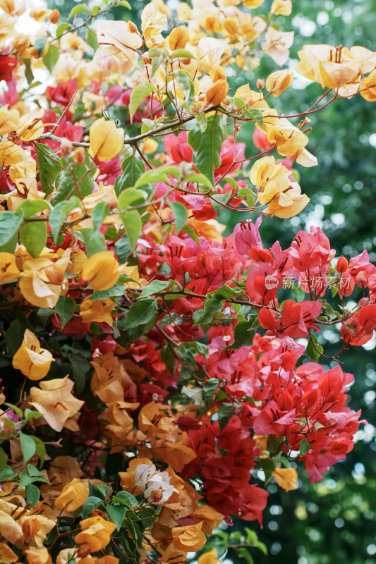 北京花乡公园三角梅