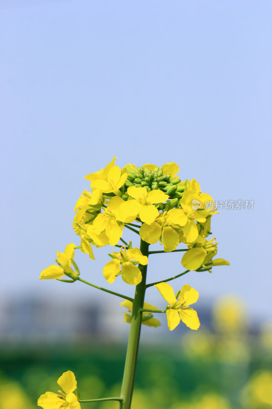 春天金黄的油菜花特写