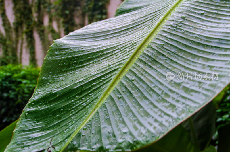 下雨天，雨水打湿芭蕉叶