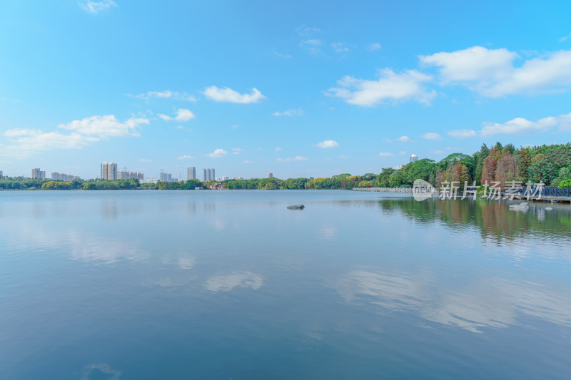 广州海珠湖公园蓝天白云落羽杉林自然风光
