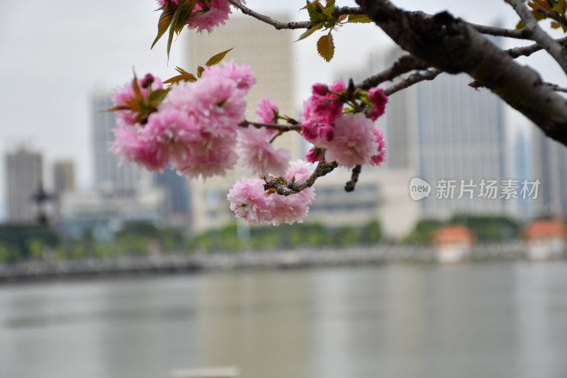 粉色樱花特写