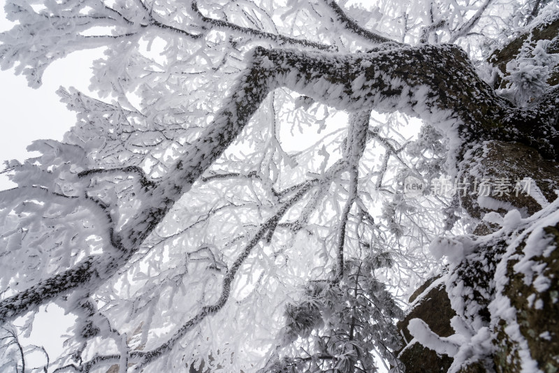 冬季大雪树木雾凇雪挂