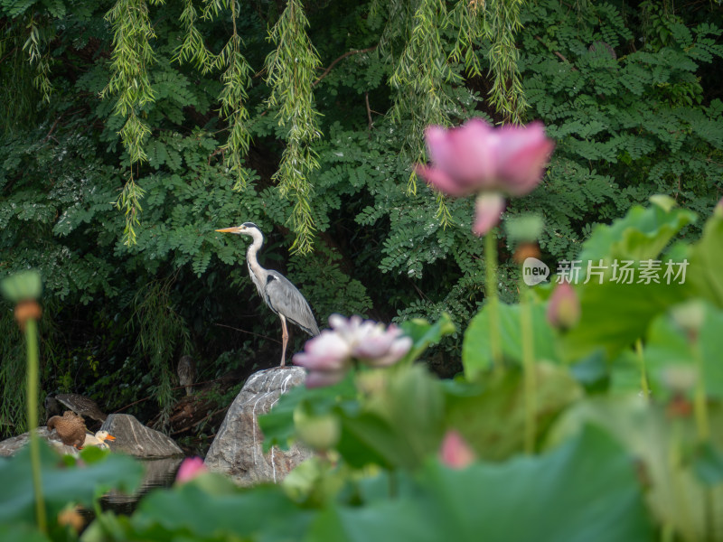 池塘边的灰鹭和莲花