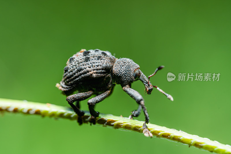 微距下的黑色象鼻虫