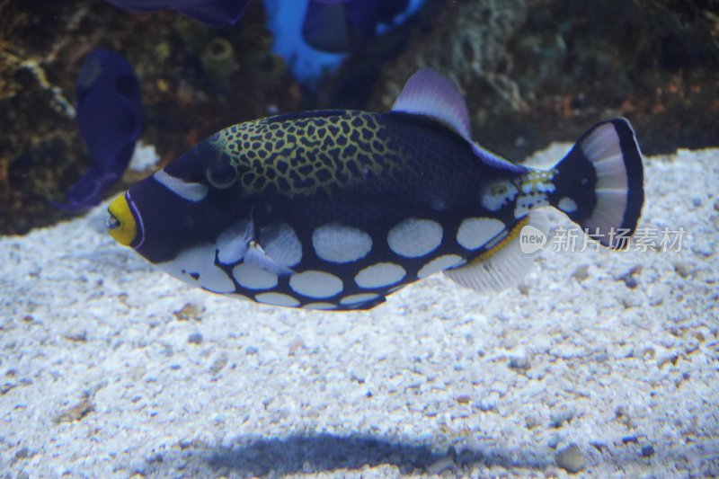 海洋观赏鱼特写