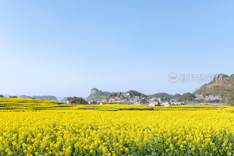 贵州春天的油菜花海