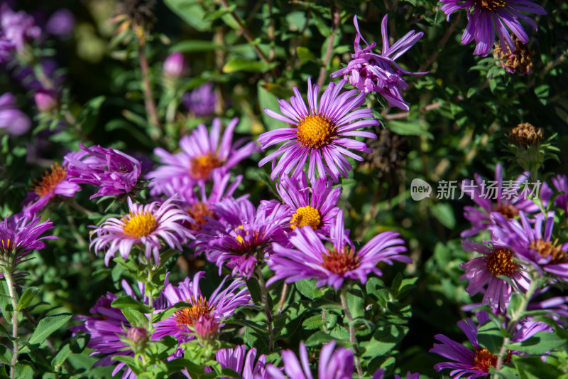 紫菀花海，秋日粉紫色菊花盛开