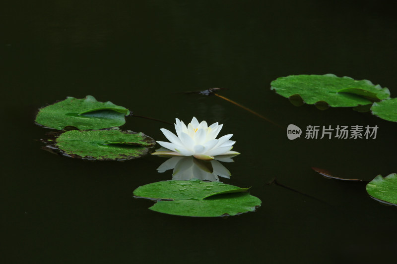 晨光中的白色睡莲花