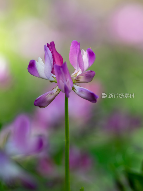 药用植物紫云英春天开花