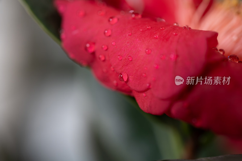 雨后山茶花特写