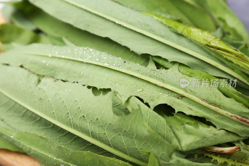 一盘苦麦菜