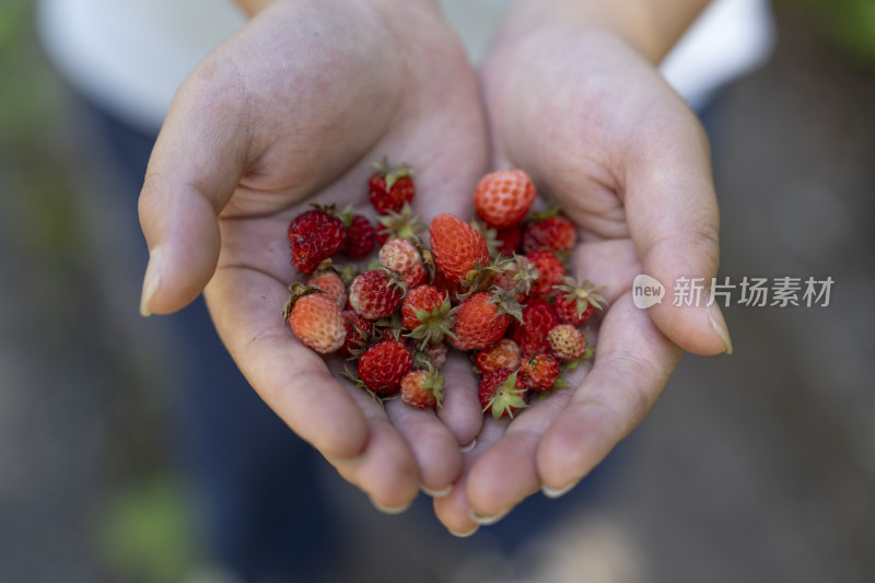 手心里采摘的野生草莓