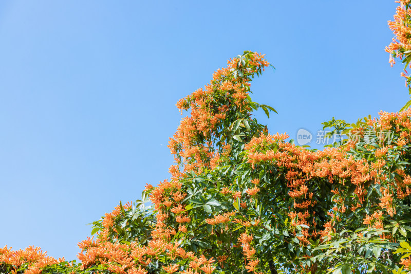 一墙炮仗花