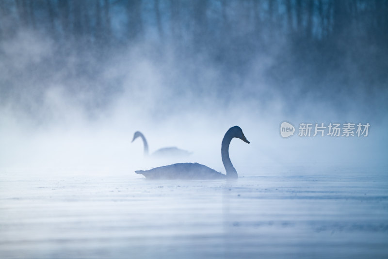 冬季天鹅在寒冷的北方河面游泳觅食飞翔