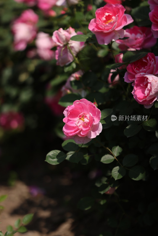 蔷薇科粉色月季花仙境