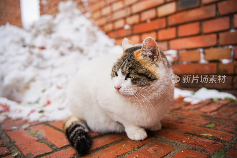户外猫冬季雪堆地面墙角