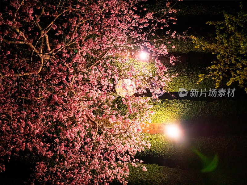 福建龙岩台品樱花院茶园樱花相映成趣照片