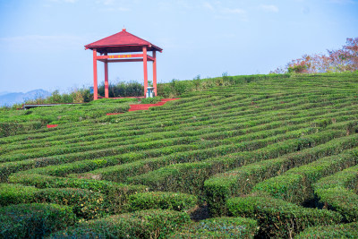 惠州柏塘绿茶茶园清晨时分茶树上的新鲜嫩芽