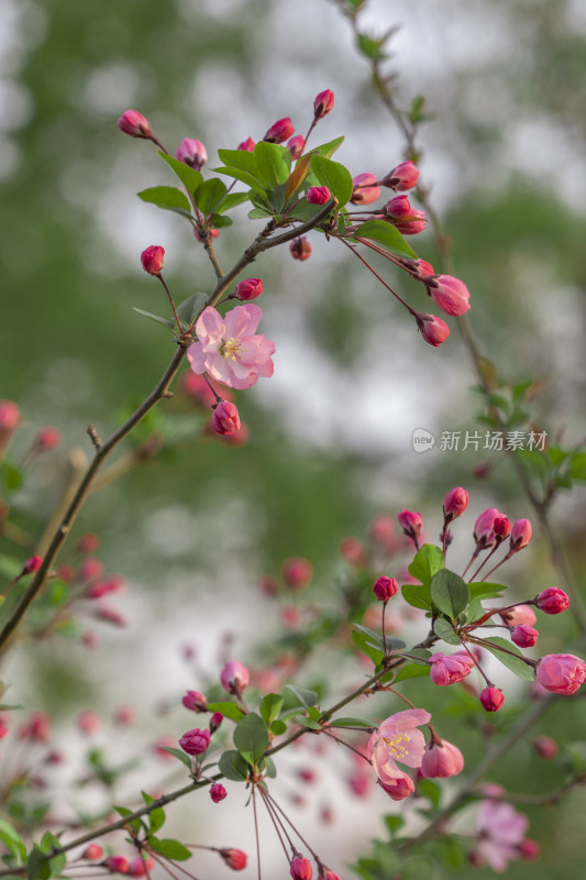 春天垂丝海棠花朵开花特写