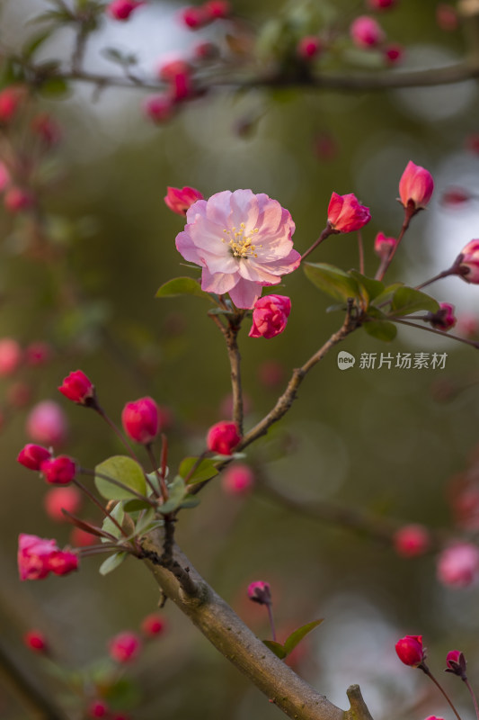 春天垂丝海棠花朵开花特写