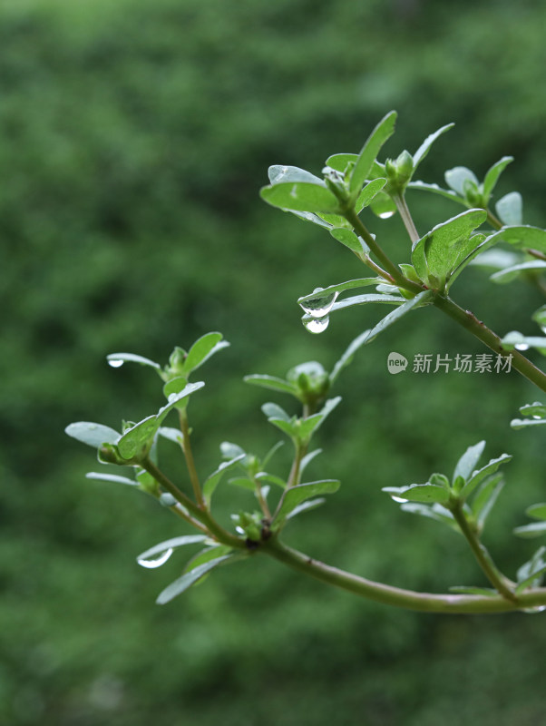 春天绿色的植物叶子树叶和水滴雨滴