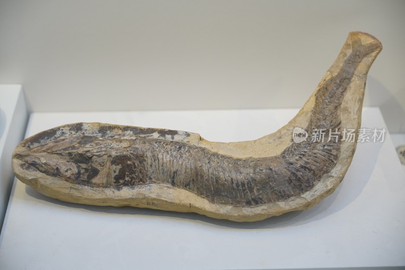 芬帝佛鱼剑鼻鱼化石标本